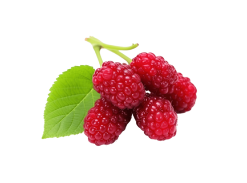 Fermented Red Mulberry
