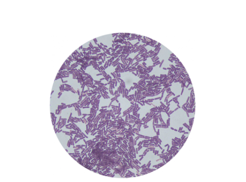 Bacillus subtilis AB22