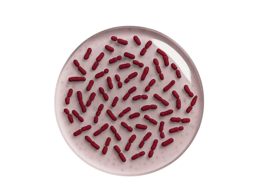 Lactobacillus acidophilus