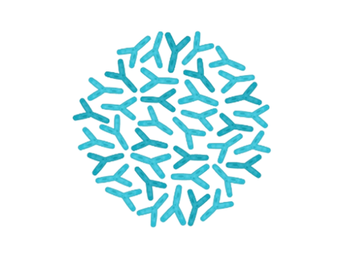 Bifidobacterium longum